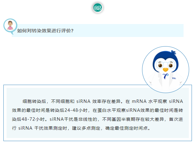 如何对转染效果进行评价？细胞转染后，不同细胞和 siRNA 效率存在差异。在 mRNA 水平观察 siRNA 效果的最佳时间是转染后24-48小时，在蛋白水平观察siRNA效果的最佳时间是转染后48-72小时。siRNA干扰是非线性的，不同基因半衰期存在较大差异，首次进行 siRNA 干扰效果测定时，建议多点测定，确定最佳测定时间点。
