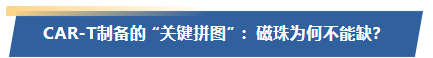 CAR-T制备的 “关键拼图” ：磁珠为何不能缺？